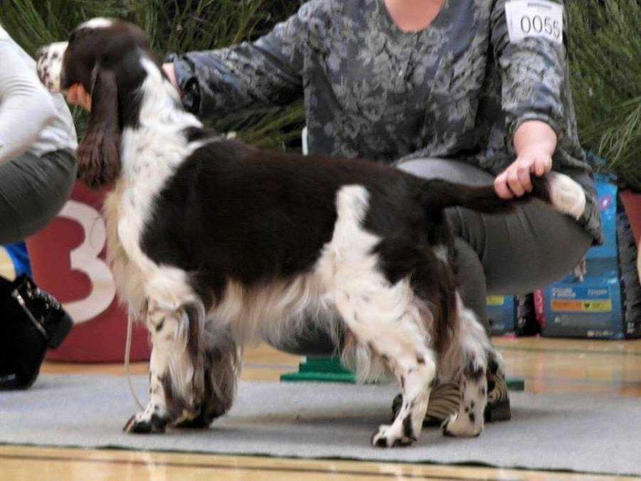 springer spaniel dog jumper
