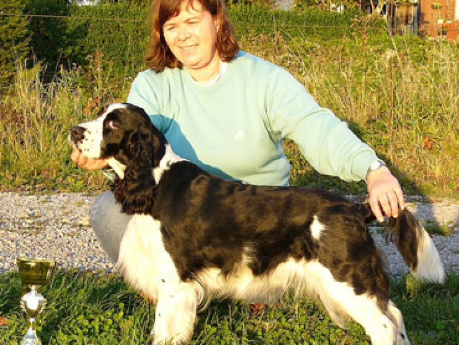 springer spaniel dog jumper